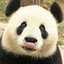 pandita senpai