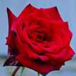 وردة جورية حمراء