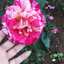 Reem Alhashoom