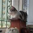 Raffaele