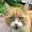 Kitty Kaz