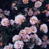 Deaaakkk
