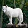 Iria_038