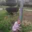 مريم سامي شاهين