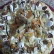 Cuisine Chaima 
