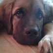 Lautaro Rivero
