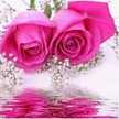 Aseel Esam