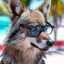 Wolfy