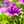 nasim