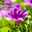 nasim