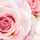 Rose Kitchen Rose Kitchen