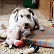 cheky