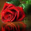 حلا