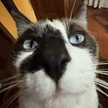 Julip