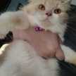 Syifa Adelia