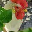 Jone