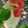Jone