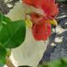 Jone