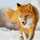 Kitsu
