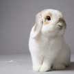 Bunny.J