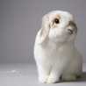 Bunny.J Bunny.J