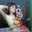 Agus Agustina