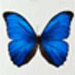 veki_butterfly