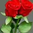 om hamidou