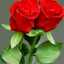 om hamidou