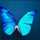 Sweet Butterfly Sweet Butterfly