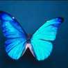 Sweet Butterfly