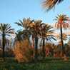 Gourmet-Elche